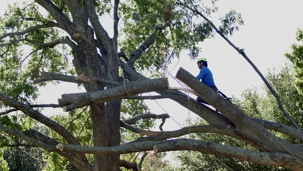 Professional Crown Thinning performed by certified arborists in Millerton